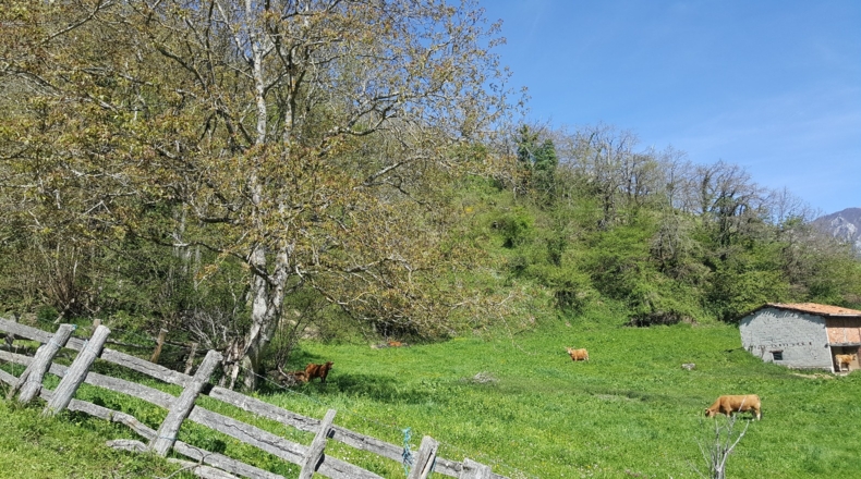 Asturias - Bezanes - 16097m2