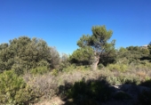 Sòl urbà en venda a la Paraje La Pandera. Urba. El Ojaranzo. Cno. Llano, Los Villares, ref.: TR73020 foto