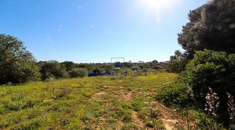 Islas Baleares - Santañy - 21300m2