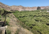 Finca rústica en venda a la Paraje Jalvo 1, Gádor, ref.: TR73147 foto
