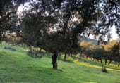 Non-developable land for sale on Calle Montesinos, Badajoz, ref: TR73756 photo