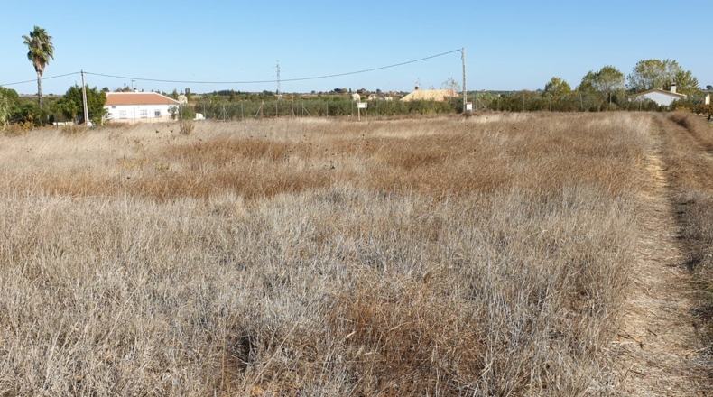 Huelva - La Palma del Condado - 10000m2