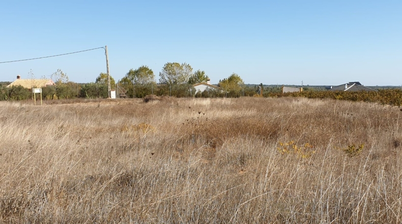 Huelva - La Palma del Condado - 10000m2