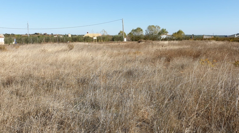 Huelva - La Palma del Condado - 10000m2