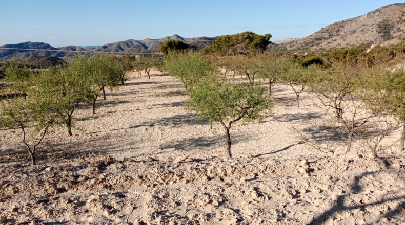 Alicante - Jijona - 10000m2