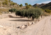 Non-developable land for sale on Silim ameradores, Xixona, ref: TR68526 photo