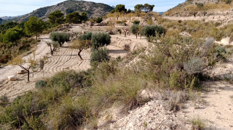 Alicante - Jijona - 10000m2