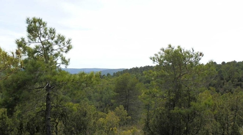 Cuenca - Carboneras de Guadazaón - 220000m2