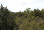Земля на продажу у города Carboneras de Guadazaón Фото