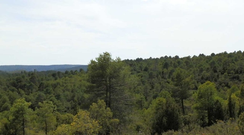 Cuenca - Carboneras de Guadazaón - 220000m2