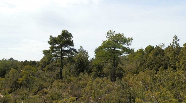 Cuenca - Carboneras de Guadazaón - 220000m2