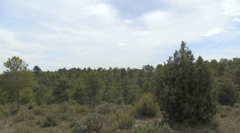 Cuenca - Carboneras de Guadazaón - 220000m2