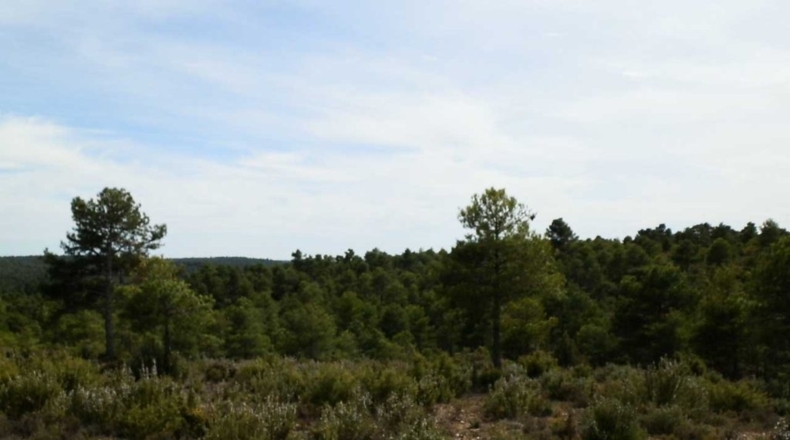 Cuenca - Carboneras de Guadazaón - 220000m2