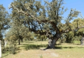 Terreno no urbanizable en venta en la ciudad, Ciudad Rodrigo, ref: TR73186 foto