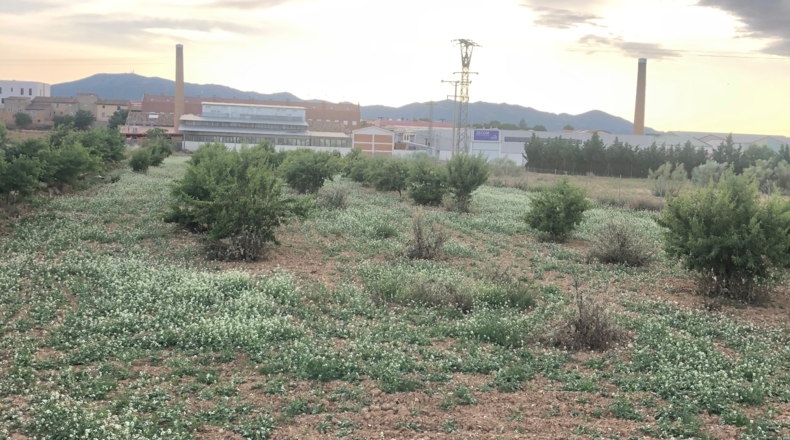Zaragoza - Cariñena - 5500m2