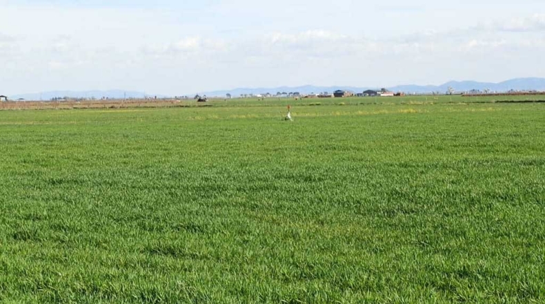 Ciudad Real - Manzanares - 520000m2
