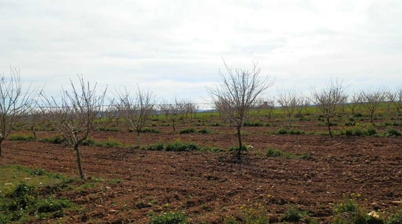 Ciudad Real - Manzanares - 520000m2