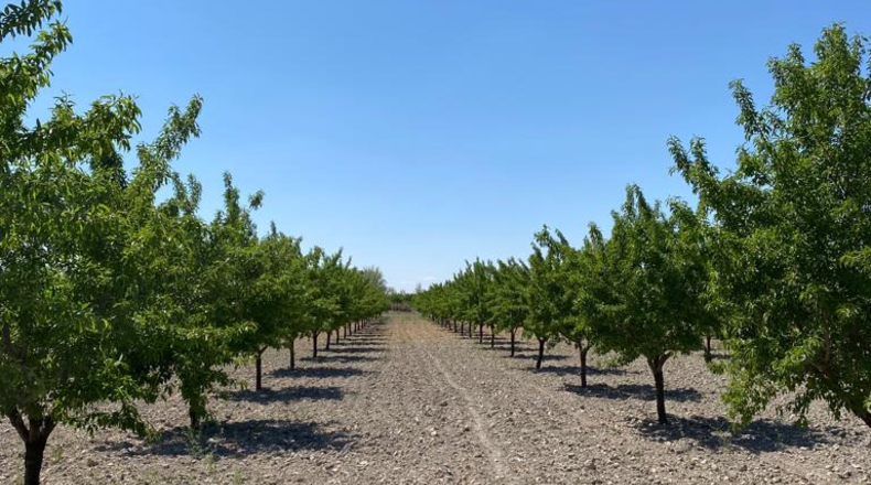 Ciudad Real - Argamasilla de Alba - 40272m2