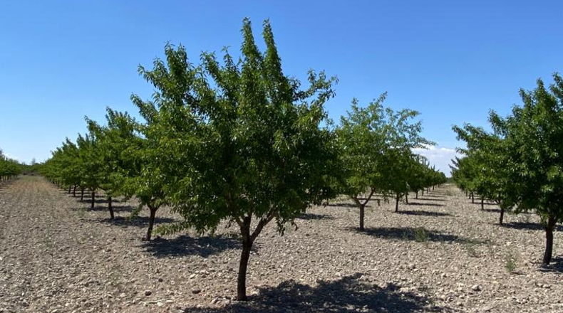 Ciudad Real - Argamasilla de Alba - 40272m2