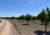 Земля на продажу у города Argamasilla de Alba Фото
