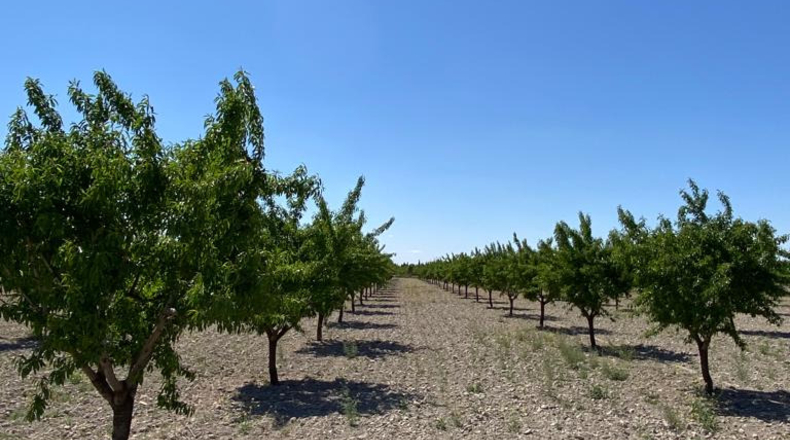 Ciudad Real - Argamasilla de Alba - 40272m2