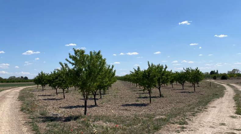 Ciudad Real - Argamasilla de Alba - 40272m2