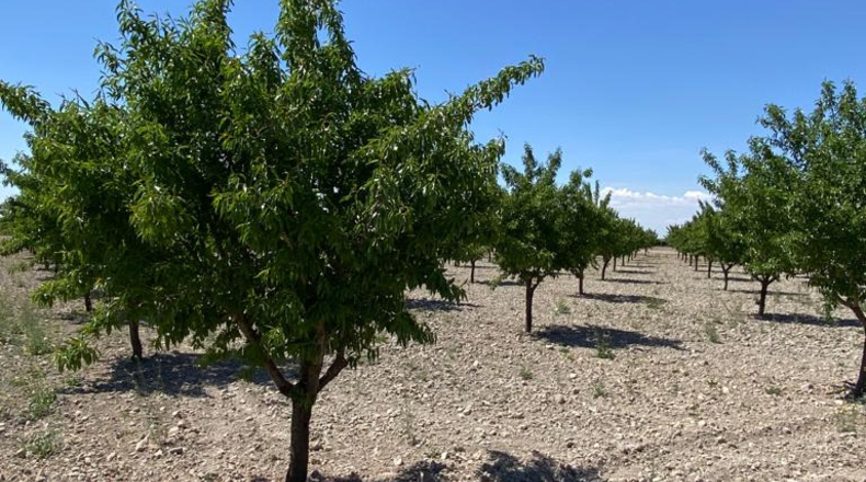 Ciudad Real - Argamasilla de Alba - 40272m2