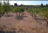 Land suitable for development for sale on CM-412, Montealegre del Castillo, ref: TR73221 photo