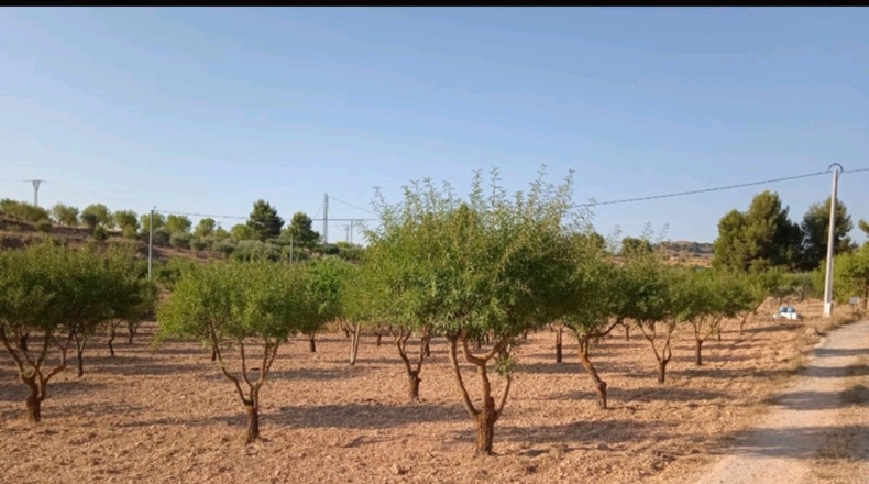 Albacete - Montealegre del Castillo - 26000m2