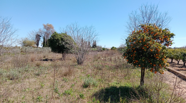 Castellón - Castelló de la Plana - 2400m2