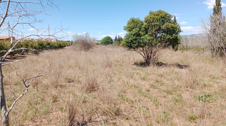 Castellón - Castelló de la Plana - 2500m2