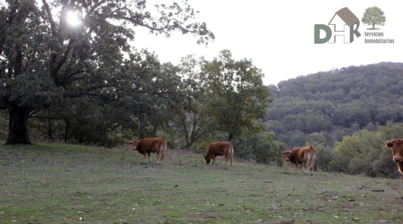 Cáceres - Cáceres - 8220000m2