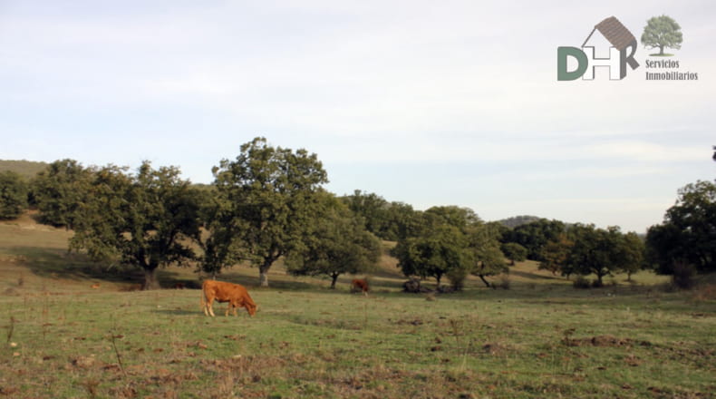 Cáceres - Cáceres - 8220000m2