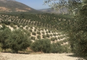Rural estate for sale on Vereda del Cerrillo de la Horca Playares y Fuente del Espino, Loja, ref: TR73268 photo