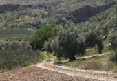 Rural estate for sale on Vereda del Cerrillo de la Horca Playares y Fuente del Espino, Loja, ref: TR73268 photo