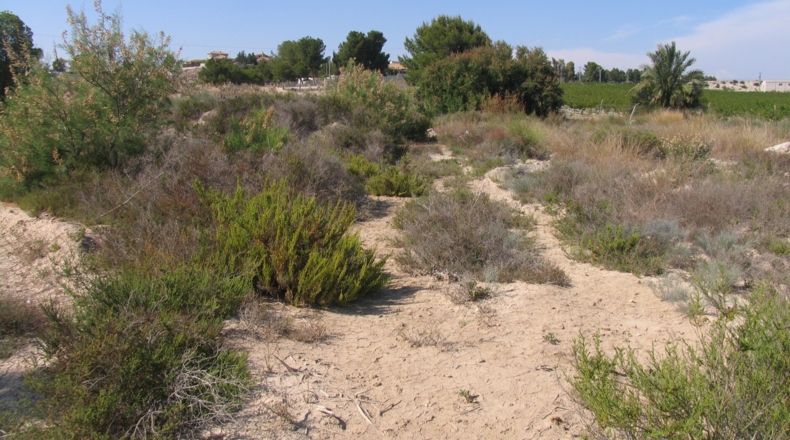 Murcia - Molina de Segura - 1500m2