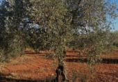 Non-developable land for sale on BA-125, San Pedro de Mérida, ref: TR73289 photo