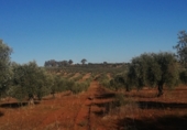Non-developable land for sale on BA-125, San Pedro de Mérida, ref: TR73289 photo