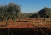 Non-developable land for sale on BA-125, San Pedro de Mérida, ref: TR73289 photo
