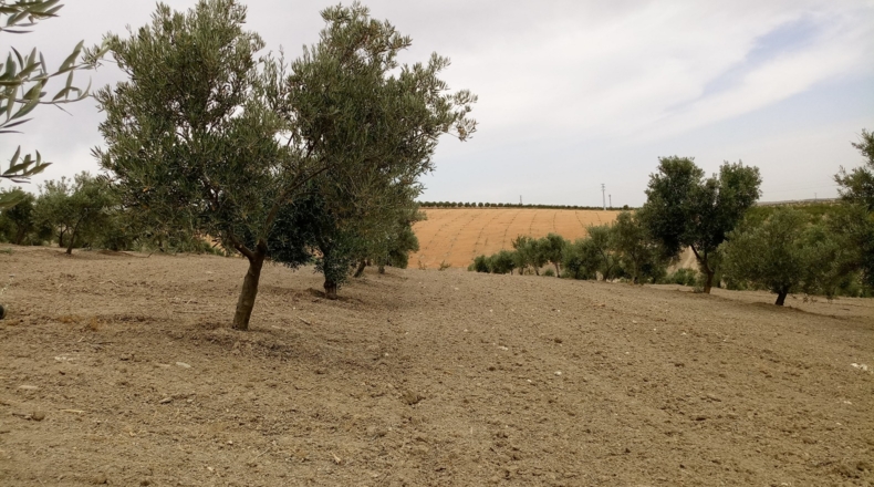 Granada - Gabia Grande - 58000m2