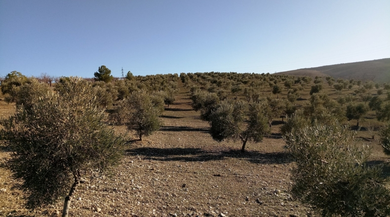 Granada - Gabia Grande - 58000m2