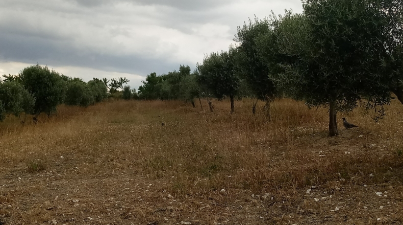Granada - Gabia Grande - 58000m2