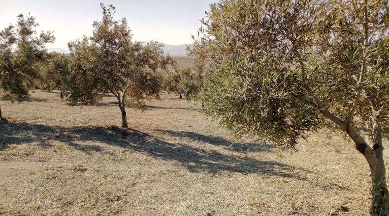 Granada - Gabia Grande - 58000m2