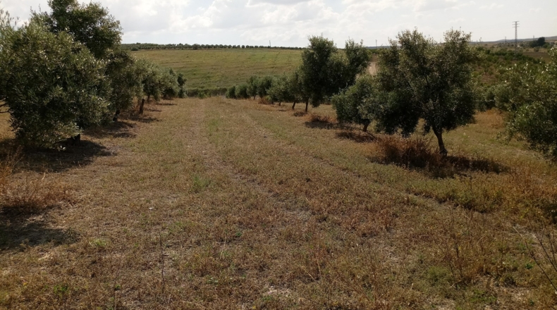 Granada - Gabia Grande - 58000m2