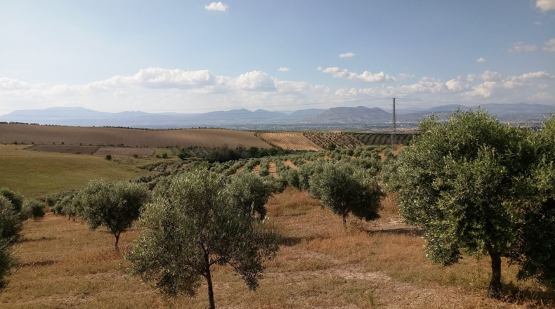 Granada - Gabia Grande - 58000m2