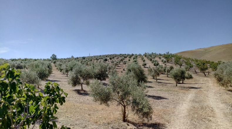 Granada - Gabia Grande - 58000m2