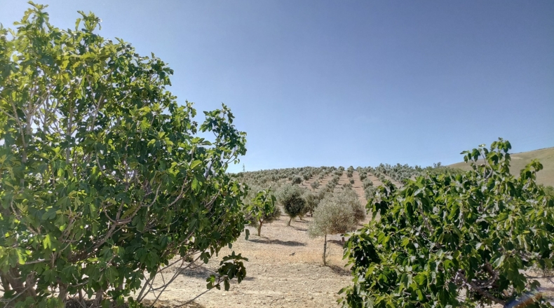 Granada - Gabia Grande - 58000m2