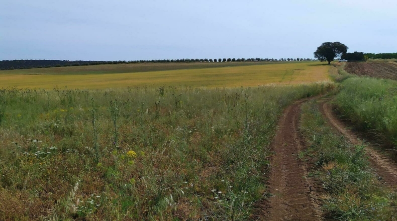 Badajoz - San Pedro de Mérida - 43700m2
