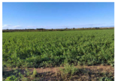 Non-developable land for sale on Pasaje La Lucea, Alagón, ref: TR73403 photo