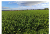 Non-developable land for sale on Pasaje La Lucea, Alagón, ref: TR73403 photo